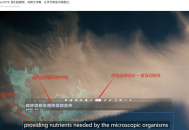 字幕实时翻译，日漫、教育片、美、韩、俄语言支持！完全免费--团子翻译器V4.58